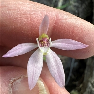 Caladenia carnea at Tullarwalla, NSW - suppressed