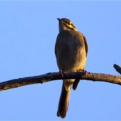 Caligavis chrysops (Yellow-faced Honeyeater) at Ainslie, ACT - 18 Sep 2024 by jb2602