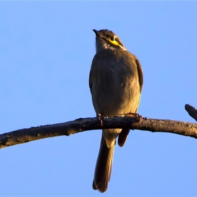 Caligavis chrysops (Yellow-faced Honeyeater) at Ainslie, ACT - 18 Sep 2024 by jb2602