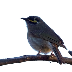 Caligavis chrysops at Ainslie, ACT - 18 Sep 2024 05:15 PM