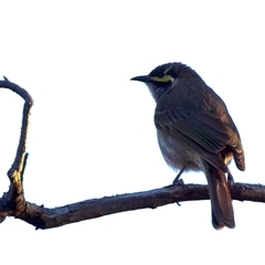 Caligavis chrysops at Ainslie, ACT - 18 Sep 2024 05:15 PM