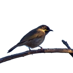 Caligavis chrysops at Ainslie, ACT - 18 Sep 2024 05:15 PM