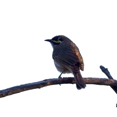 Caligavis chrysops at Ainslie, ACT - 18 Sep 2024 05:15 PM