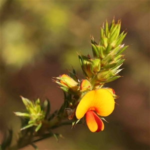 Pultenaea procumbens at Gundaroo, NSW - 20 Sep 2024