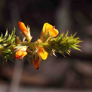 Pultenaea procumbens at Gundaroo, NSW - 20 Sep 2024