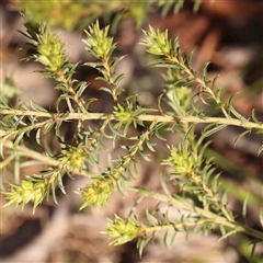 Pultenaea procumbens at Gundaroo, NSW - 20 Sep 2024