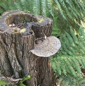 Ganoderma at Acton, ACT - 20 Sep 2024