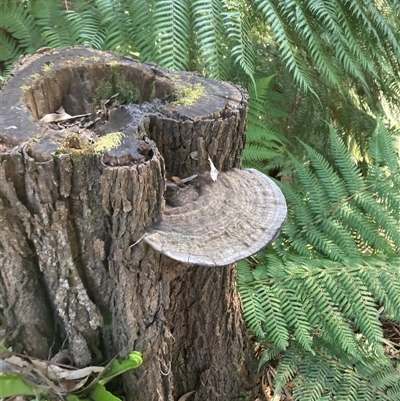 Ganoderma at Acton, ACT - 20 Sep 2024 by JTran