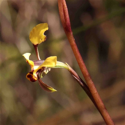 Diuris pardina (Leopard Doubletail) at Gundaroo, NSW - 20 Sep 2024 by ConBoekel