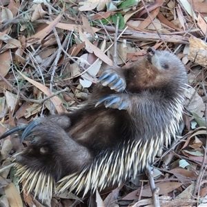 Tachyglossus aculeatus at Kangaroo Valley, NSW - 10 Sep 2024 02:38 PM