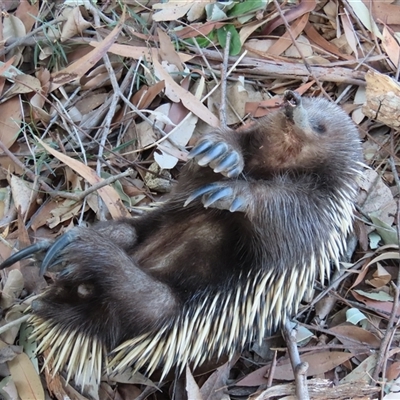 Tachyglossus aculeatus (Short-beaked Echidna) at Kangaroo Valley, NSW - 10 Sep 2024 by lbradley