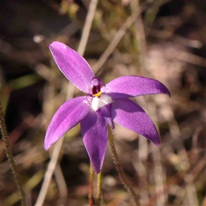 Glossodia major at Gundaroo, NSW - 20 Sep 2024