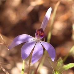 Cyanicula caerulea (Blue Fingers, Blue Fairies) at Gundaroo, NSW - 19 Sep 2024 by ConBoekel