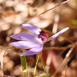 Cyanicula caerulea at Gundaroo, NSW - suppressed