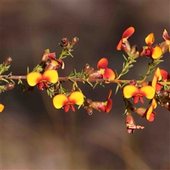 Dillwynia phylicoides (A Parrot-pea) at Gundaroo, NSW - 20 Sep 2024 by ConBoekel