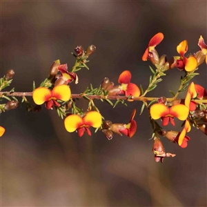 Dillwynia phylicoides at Gundaroo, NSW - 20 Sep 2024