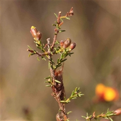 Dillwynia phylicoides at Gundaroo, NSW - 20 Sep 2024