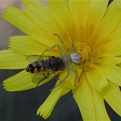 Australomisidia sp. (genus) by AnneG1