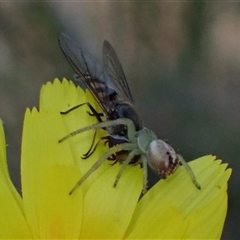 Australomisidia sp. (genus) at Cowra, NSW - suppressed