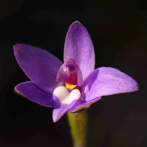 Glossodia major at Gundaroo, NSW - suppressed