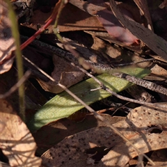 Glossodia major at Gundaroo, NSW - suppressed