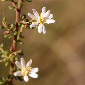 Olearia microphylla at Gundaroo, NSW - 20 Sep 2024