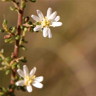 Olearia microphylla (Olearia) at Gundaroo, NSW - 20 Sep 2024 by ConBoekel