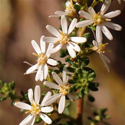 Olearia microphylla (Olearia) at Gundaroo, NSW - 20 Sep 2024 by ConBoekel