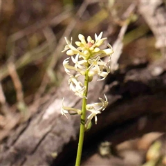 Stackhousia monogyna (Creamy Candles) at Gundaroo, NSW - 20 Sep 2024 by ConBoekel