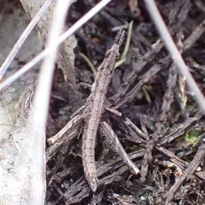 Keyacris sp. (genus) at Cowra, NSW - 19 Sep 2024