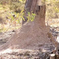 Unidentified Termite (superfamily Termitoidea) at Gundaroo, NSW - 20 Sep 2024 by ConBoekel