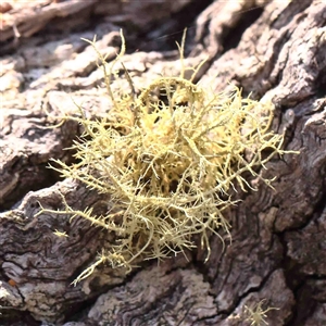 Usnea sp. (genus) at Gundaroo, NSW - 20 Sep 2024