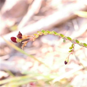 Bossiaea buxifolia at Gundaroo, NSW - 20 Sep 2024