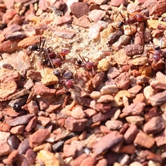 Iridomyrmex purpureus (Meat Ant) at Gundaroo, NSW - 20 Sep 2024 by ConBoekel