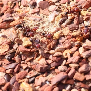 Iridomyrmex purpureus at Gundaroo, NSW - 20 Sep 2024 10:11 AM