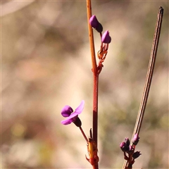 Hardenbergia violacea (False Sarsaparilla) at Gundaroo, NSW - 20 Sep 2024 by ConBoekel