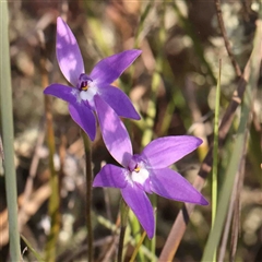 Glossodia major (Wax Lip Orchid) at Gundaroo, NSW - 20 Sep 2024 by ConBoekel