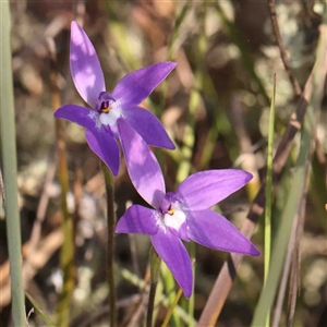 Glossodia major at Gundaroo, NSW - 20 Sep 2024