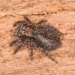 Servaea sp. (genus) (Unidentified Servaea jumping spider) at Bruce, ACT - 19 Sep 2024 by kasiaaus