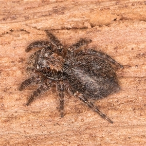 Servaea sp. (genus) at Bruce, ACT - 20 Sep 2024 09:40 AM