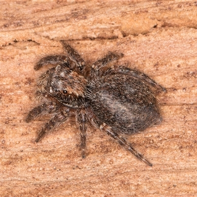 Servaea sp. (genus) (Unidentified Servaea jumping spider) at Bruce, ACT - 20 Sep 2024 by kasiaaus