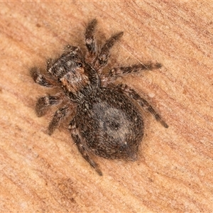 Servaea sp. (genus) at Bruce, ACT - 20 Sep 2024 09:40 AM