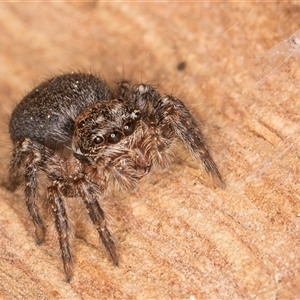 Servaea sp. (genus) at Bruce, ACT - 20 Sep 2024 09:40 AM