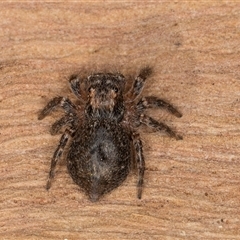 Servaea sp. (genus) at Bruce, ACT - 20 Sep 2024 09:40 AM