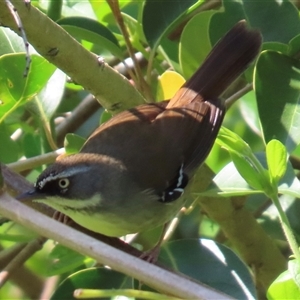 Sericornis frontalis at Kangaroo Valley, NSW - 10 Sep 2024 11:23 AM