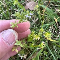 Sherardia arvensis (Field Madder) at Kangaroo Valley, NSW - 13 Sep 2024 by lbradley