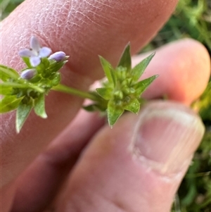 Sherardia arvensis at Kangaroo Valley, NSW - suppressed