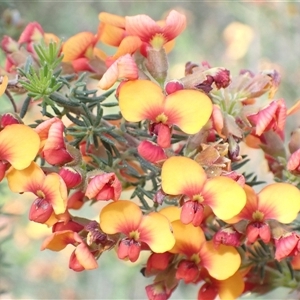 Dillwynia phylicoides at Bumbaldry, NSW - 19 Sep 2024