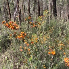 Dillwynia phylicoides at Bumbaldry, NSW - 19 Sep 2024