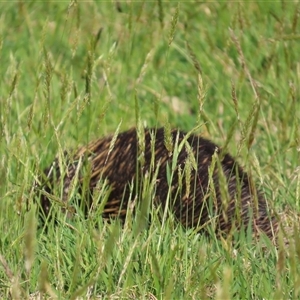 Tachyglossus aculeatus at Kangaroo Valley, NSW - 10 Sep 2024